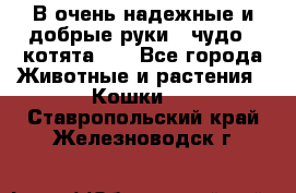 В очень надежные и добрые руки - чудо - котята!!! - Все города Животные и растения » Кошки   . Ставропольский край,Железноводск г.